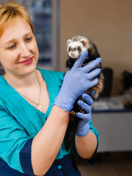 Veterinarian Examines Ferret Clinic Preventive Procedures Veterinary Clinic Pet — Stock Photo, Image