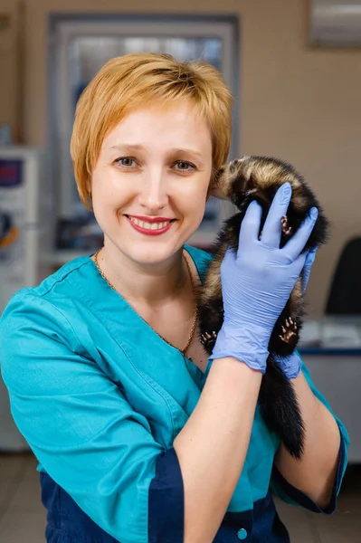 Veterinarian Examines Ferret Clinic Preventive Procedures Veterinary Clinic Pet — Stock Photo, Image