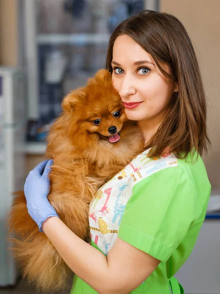 Profylaktické Vyšetření Psa Veterinární Klinice Recepce Veterináře Vyšetření Uší Zubů — Stock fotografie