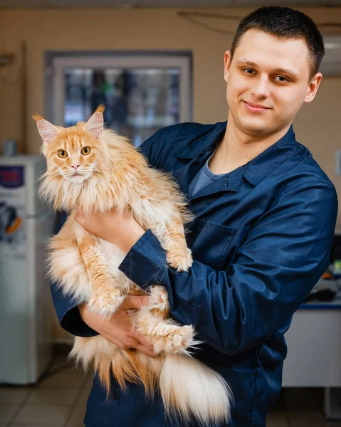 Bra Veterinär Håller Katt Sina Armar Förebyggande Undersökning Katt Veterinärklinik — Stockfoto