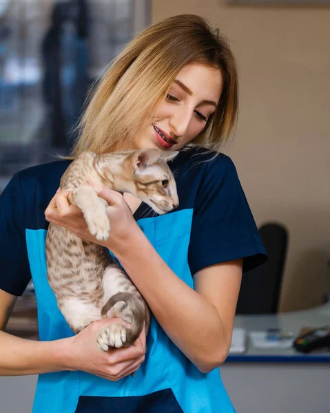 Dobrý Veterinář Drží Náručí Kočku Preventivní Vyšetření Kočky Veterinární Klinice — Stock fotografie