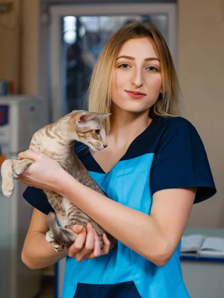 Ein Guter Tierarzt Hält Eine Katze Arm Vorsorgeuntersuchung Einer Katze — Stockfoto