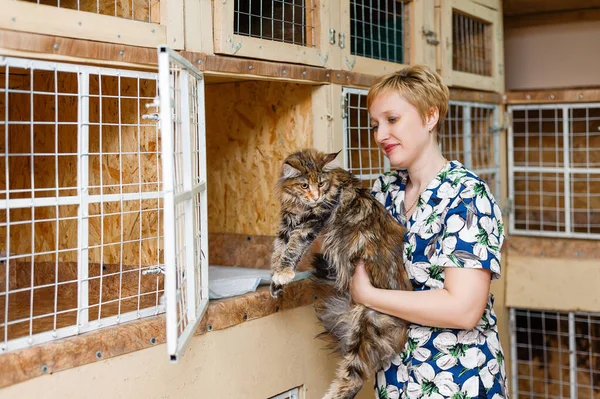 Cat Animal Cage Clinic Hotel Animals — Stock Photo, Image