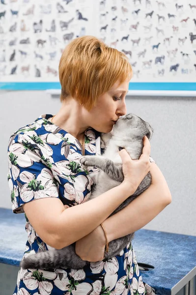 Хороший Ветеринар Держит Кота Руках Профилактическое Обследование Кошки Ветеринарной Клинике — стоковое фото