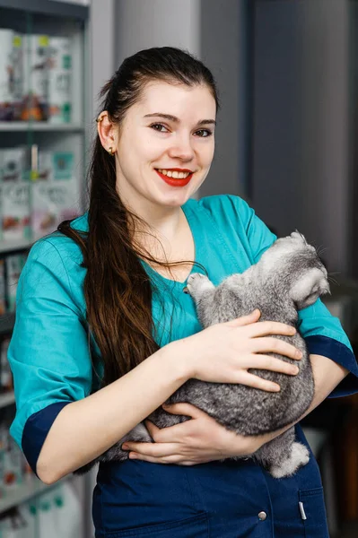 Dobrý Veterinář Drží Náručí Kočku Preventivní Vyšetření Kočky Veterinární Klinice — Stock fotografie