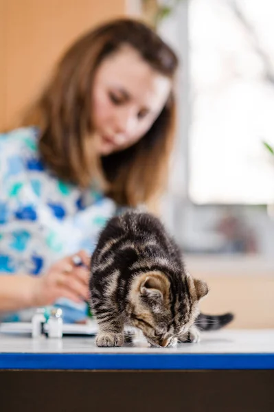 好兽医把猫抱在怀里 兽医诊所对猫只进行预防检查 — 图库照片