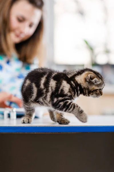 Καλός Κτηνίατρος Κρατάει Μια Γάτα Στην Αγκαλιά Του Προληπτική Εξέταση — Φωτογραφία Αρχείου
