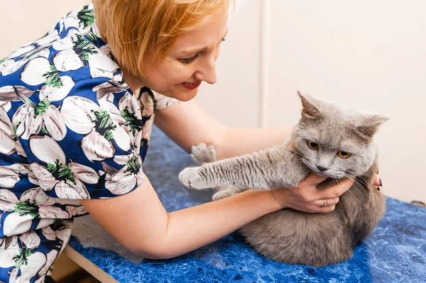 いい獣医師は彼の腕に猫を抱えている 獣医診療所での猫の予防検査 — ストック写真