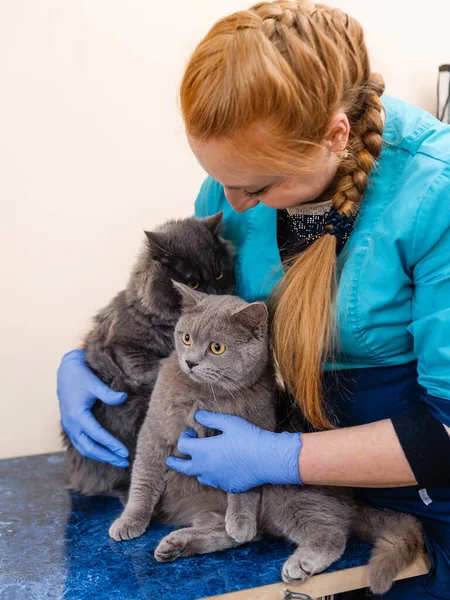 好兽医把猫抱在怀里 兽医诊所对猫只进行预防检查 — 图库照片