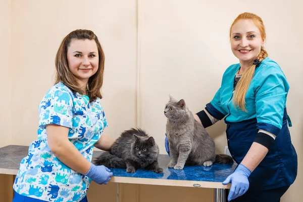 Good Veterinarian Holds Cat His Arms Preventive Examination Cat Veterinary — Stock Photo, Image