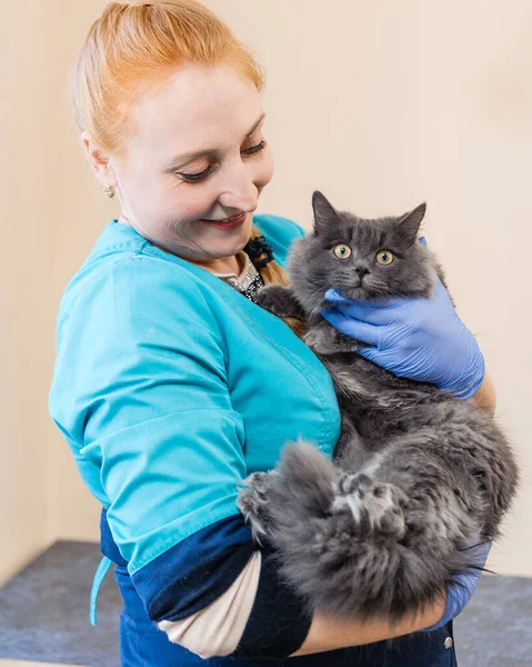 好兽医把猫抱在怀里 兽医诊所对猫只进行预防检查 — 图库照片