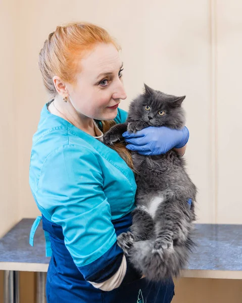 好兽医把猫抱在怀里 兽医诊所对猫只进行预防检查 — 图库照片