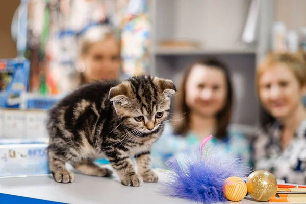 兽医学中小猫的治疗 小猫的预防性疫苗接种 — 图库照片