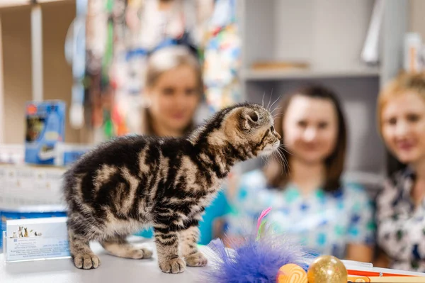 兽医学中小猫的治疗 小猫的预防性疫苗接种 — 图库照片