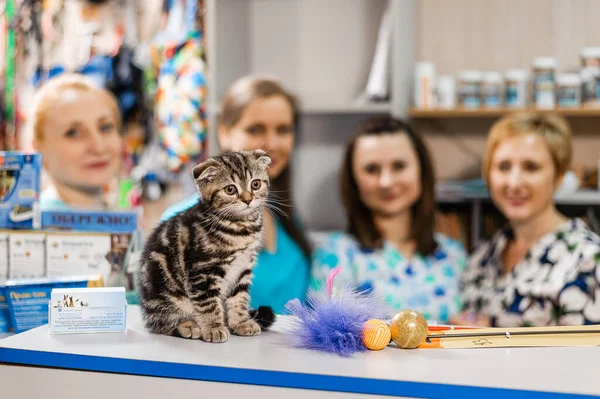 兽医学中小猫的治疗 小猫的预防性疫苗接种 — 图库照片