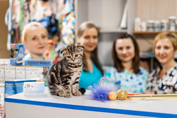 兽医学中小猫的治疗 小猫的预防性疫苗接种 — 图库照片