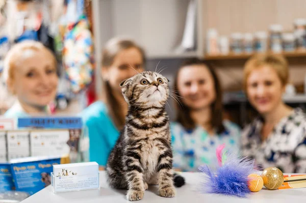 Лечение Котенка Ветеринарной Медицине Профилактическая Вакцинация Котенка — стоковое фото