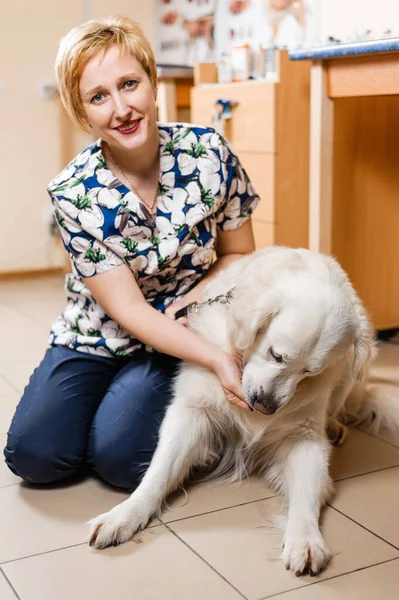 Bra Veterinär Kramar Hund Undersökning Hund Inom Veterinärmedicin — Stockfoto