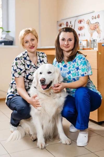 Dobrý Veterinář Objímá Psa Vyšetření Psa Veterinární Medicíně — Stock fotografie