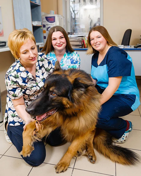 Good Vet Hugs Dog Examination Dog Veterinary Medicine — Stock Photo, Image