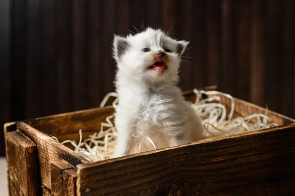 Kleine Weiße Kätzchen Einer Holzkiste — Stockfoto