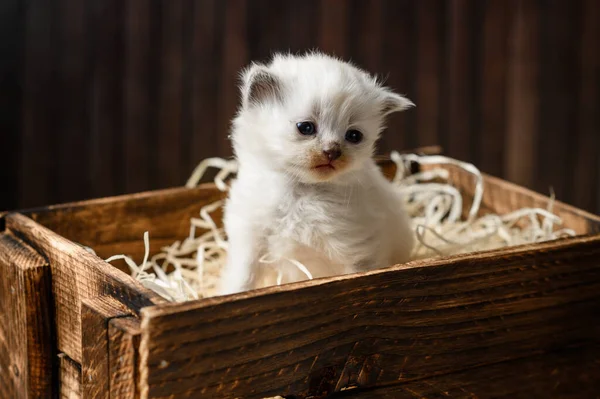 Petit Chaton Blanc Dans Une Boîte Bois — Photo