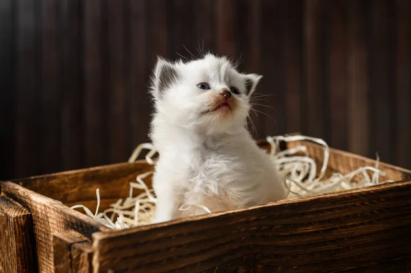 Kis Fehér Cica Egy Fadobozban — Stock Fotó