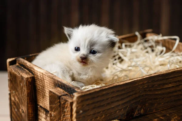 Petit Chaton Blanc Dans Une Boîte Bois — Photo