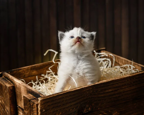 Mały Biały Kotek Drewnianym Pudełku — Zdjęcie stockowe