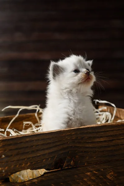 Mały Biały Kotek Drewnianym Pudełku — Zdjęcie stockowe