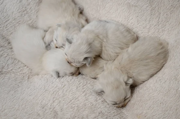 Neugeborene Britische Langhaar Kätzchen Schlafen Auf Einem Plaid — Stockfoto