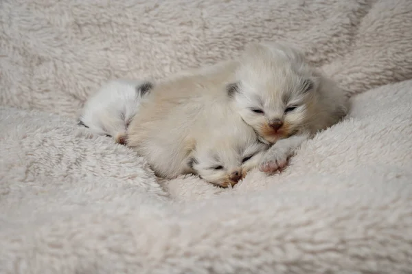 Newborn British Longhair White Kittens Dormindo Uma Xadrez — Fotografia de Stock
