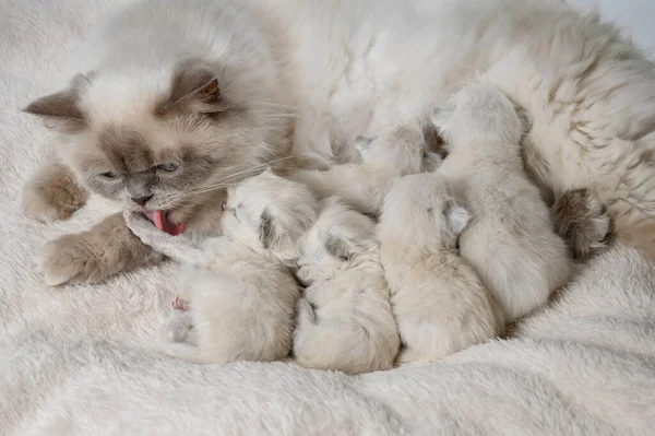 Kätzchen Fressen Katzenbrüste Schlafkätzchen — Stockfoto