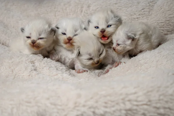 Newborn British Longhair White Kittens Sleeping on a Plaid