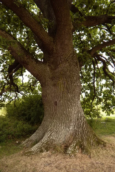 Old oak tree in Sweden — Stock Photo, Image