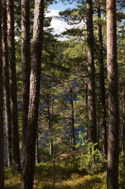 Tiveden Milli Parkı