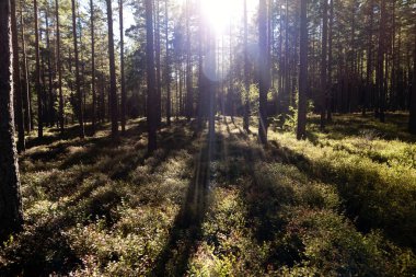 Orman ve İsveç'te araziler