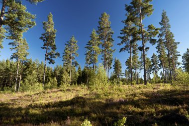 Orman ve İsveç'te araziler