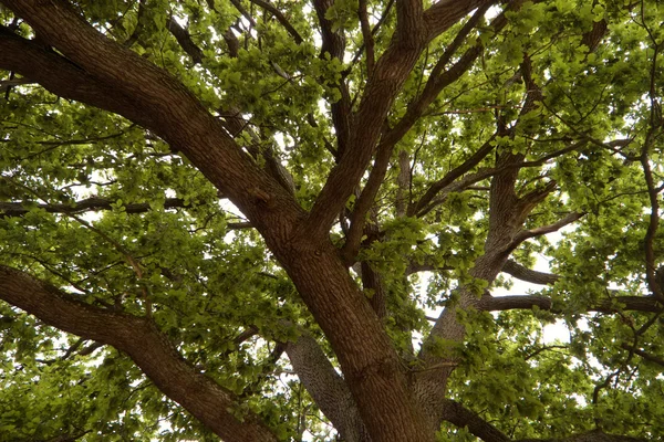 Vecchia quercia in Svezia — Foto Stock