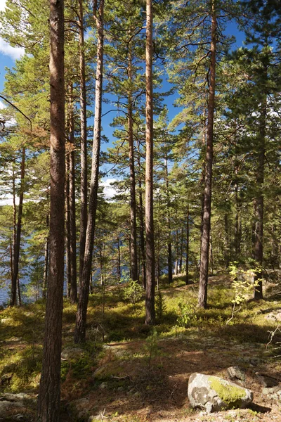 Nationalparken Tiveden — Stockfoto