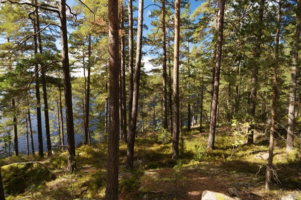 Tiveden 국립 공원 — 스톡 사진