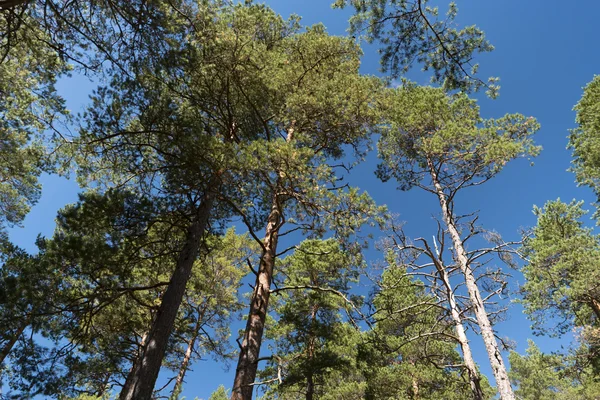 Forêts et landes en Suède — Photo