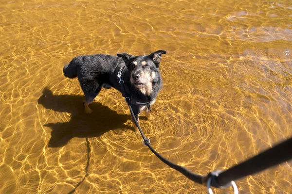 Dog in a swedish lake — Stock Photo, Image