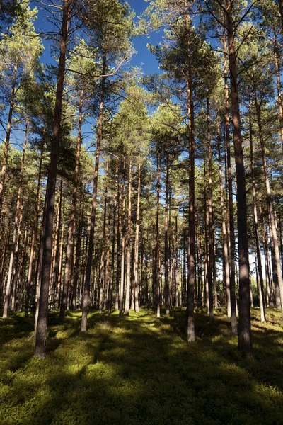 瑞典的森林和高地 — 图库照片