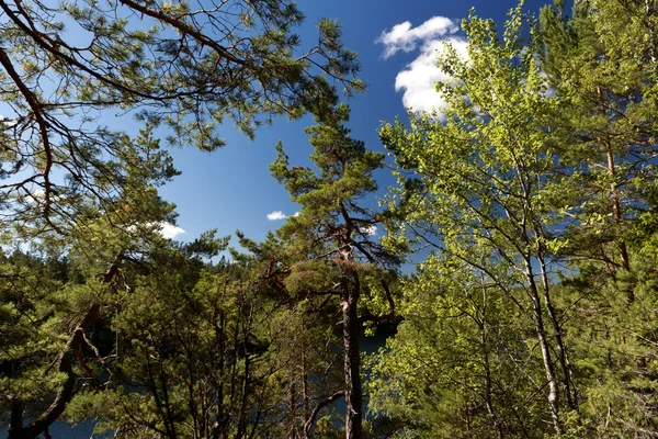Bosque en Suecia — Foto de Stock