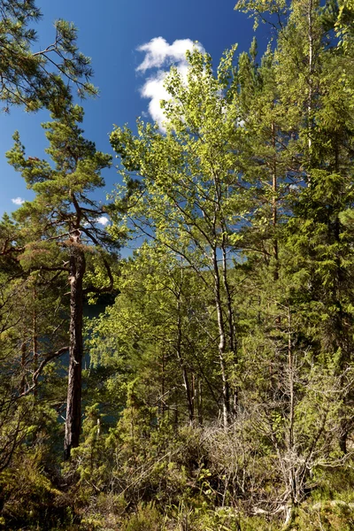 Floresta na Suécia — Fotografia de Stock