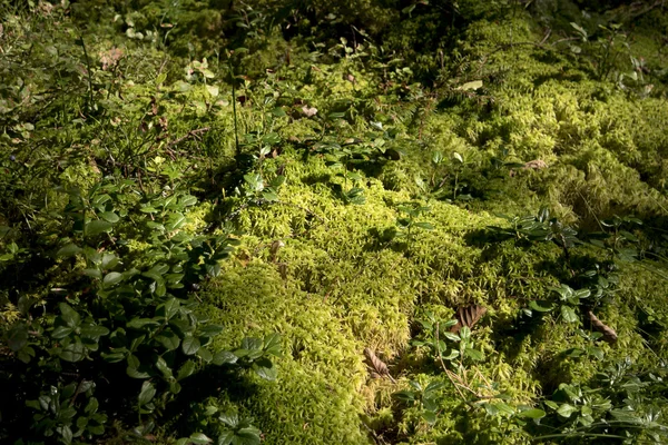 Solo florestal com musgo na Suécia — Fotografia de Stock