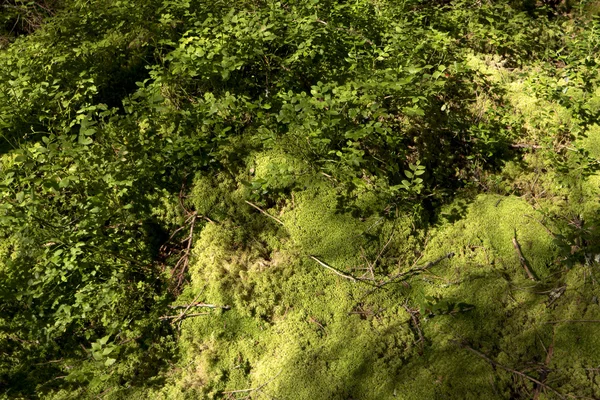 Solo Florestal Com Musgo Suécia — Fotografia de Stock