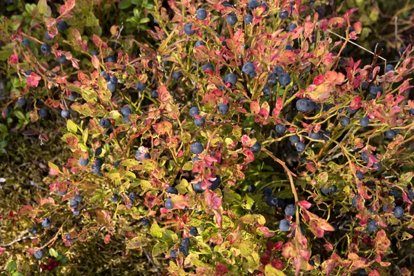 Heathland in Svezia — Foto Stock