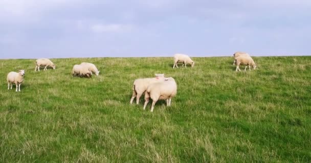Овцы в Вестерхевере в Германии — стоковое видео